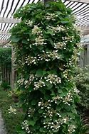 Image result for Schizophragma hydrangeoides Roseum