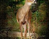 Image result for Michigan Whitetail Deer