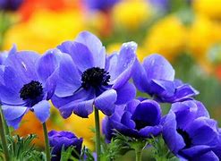 Image result for Floral Phone Wallpaper