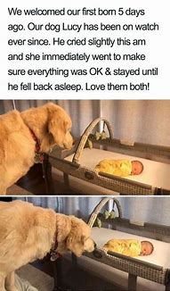 Image result for Wholesome Animal Memes