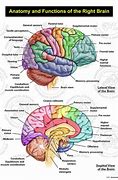 Image result for Side of Brain Labeled
