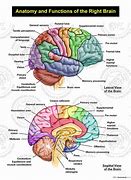 Image result for Inside Brain Structure