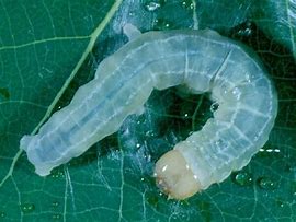 Image result for Cydia Saltitans Larva