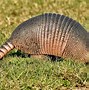 Image result for Fat Armadillo