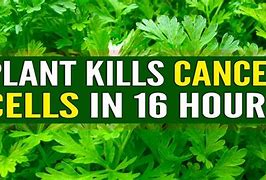 Image result for Plants That Cure Cancer