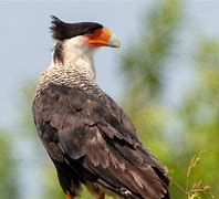 Image result for Mexico National Bird and Flower