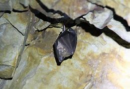 Image result for Bat in the Cave and Trees