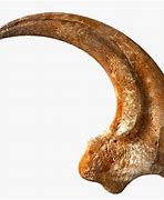 Image result for 3D Claw