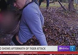 Image result for Tiger Maul Victim
