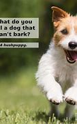 Image result for Dog Day Funny