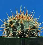 Image result for Spiny Barrel Cactus in Pot