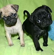 Image result for Cute Black Pug Pictures