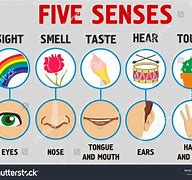Image result for Five Senses Smell