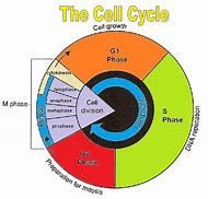 Image result for Colorful Cell Cycle Image