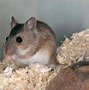 Image result for Doogie Mouse