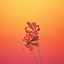 Image result for iOS Wallpaper Flower