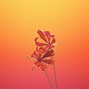 Image result for Orange iPhone Background