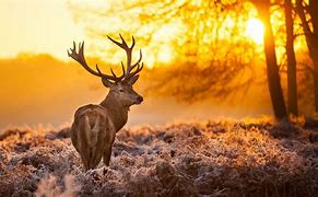 Image result for HD Wallpapers 4K Animals