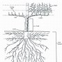Image result for Grape Vine Root System