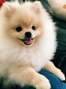 Image result for Cute Puppy Pomeranian