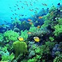 Image result for Underwater Coral Background