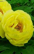Image result for Paeonia High Noon (Suffrutic.-Group)