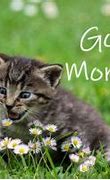 Image result for Monday Morning Cat Memes