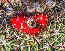 Image result for Cactus Plants in Arizona Desert