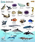 Image result for Sea Creatures That Are Not Edible