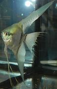 Image result for Cool Looking Freshwater Aquarium Fish