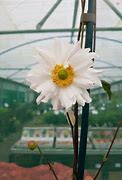 Image result for Anemone Snow Angel