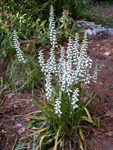 Spiranthes Chadds Ford に対する画像結果