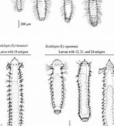 Afbeeldingsresultaten voor Protubulanus theeli geslacht. Grootte: 167 x 185. Bron: www.researchgate.net