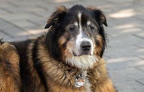 Image result for Unusual Male Dog Names
