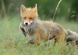 Image result for Adorable Red Fox Hunting Prey