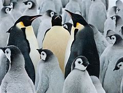 Image result for Emperor Penguin Antarctica