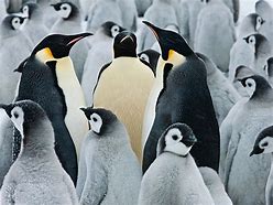 Image result for Emperor Penguin Antarctica