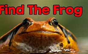 Image result for Find the Hidden Frog