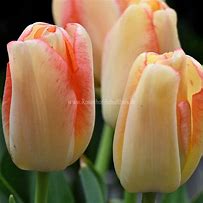 Image result for Tulipa Tequila Sunrise