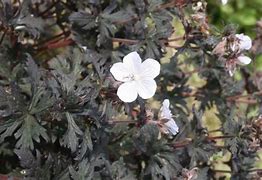 Image result for Geranium pratense Black n White