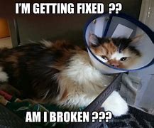 Image result for I Fixed It Animals