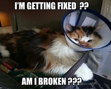Image result for Time to Get the Cat Fixed Meme