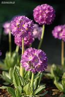 Image result for Primula denticulata Lilac
