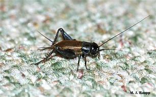 Image result for Realistic Cricket Chirping Toy