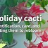 Image result for Cactus Identification