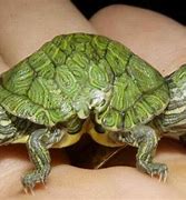 Image result for Tortoise Face Funny