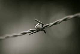 Image result for Barbed Wire