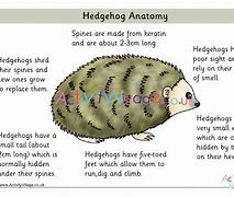 Image result for Hedgehog Anatomy Heart