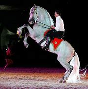Image result for Dancing Andalusian Horse