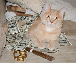 Image result for Not Very Cash Money Cat